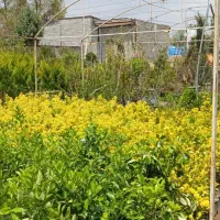 خدمات باغ و باغچه،تولیدگیاهان طبیعی،جزئیوعمده|گل و گیاه طبیعی|تهران, الهیه|دیوار