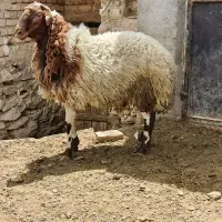 فروش بره قوچ هترو،میش و شیشک قوچ