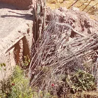 خریدار چوب درخت گردو تیر سقف خانه   چنار صنوبر|خدمات باغبانی و درختکاری|ساوه, |دیوار