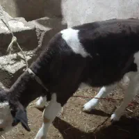 گوساله ۲ماهه|حیوانات مزرعه|صومای برادوست, |دیوار