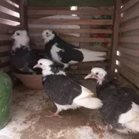 کفتر پرشی  با جوجه ها