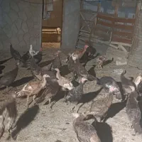 بوقلمون ۴ ماهه و ۵ ماهه