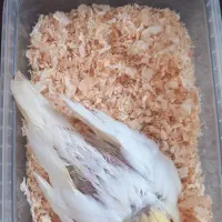 عروس هلندی سرلاکی
