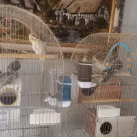 عروس هلندی|پرنده|قائن, |دیوار