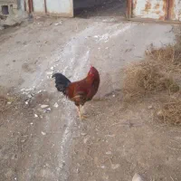 خروس|پرنده|کوهدشت, |دیوار