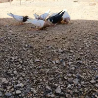 دونه ۴۰۰مقطوع|پرنده|کاشمر, |دیوار