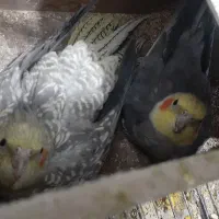 فروش عروس هلندی|پرنده|شیراز, قلعه نو|دیوار