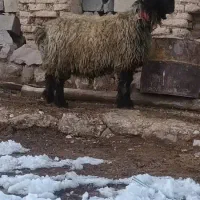 نرمیش|حیوانات مزرعه|فارسان, |دیوار