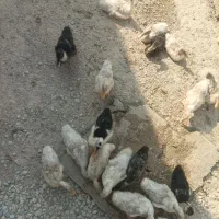 فروش اردک (فوری)|حیوانات مزرعه|هندیجان, |دیوار