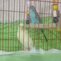 مرغ عشق سرحال