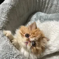 پرشین سوپرفلت دختر|گربه|شیراز, زرهی|دیوار