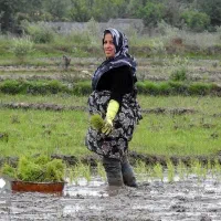 فروش ۲۰ کیلو قیمت ۶۰۰۰۰۰۰ میلیون تومان|خوردنی و آشامیدنی|رشت, آزادگان|دیوار