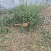 مرغ خروس تزینی|حیوانات مزرعه|رشت, ولکس|دیوار