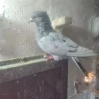 کفتر سینه سرور