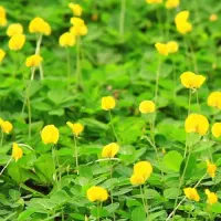 علف بادام زمینی