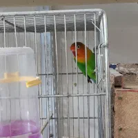 کوتوله برزیلی نر مست مست فیشر آماده جفتگیری|پرنده|اصفهان, سرچشمه|دیوار