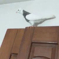 چهار عدد کبوتر طوقی و پرشی غریب