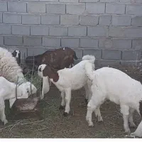 بزغاله گلابی