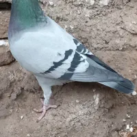 گبوترمسافتی