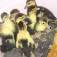 جوجه اردک خارجی|حیوانات مزرعه|گالیکش, |دیوار