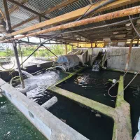 فروش مزرعه پرورش ماهی در زمین۶.۲۰۰ متر|فروش دفتر صنعتی، کشاورزی، تجاری|سرخرود, |دیوار