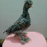جوجه های برهما و سلطان