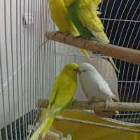 دوجفت مرغ عشق انگلیسی|پرنده|گرگان, |دیوار