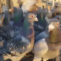 پرنده کفتر پرشی المانی پلاکی مسافتی