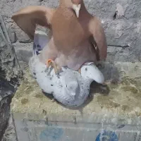 دم سفید|پرنده|سبزوار, ایزی شهر|دیوار