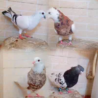 کبوتر رنگی