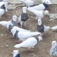 سرپرستی قبول میکنم|گربه|قم, زینبیه|دیوار