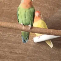 طوطی برزیلی جفت کاملا سالم