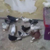 کبوتر رنگی ومعمولی و۲ جفت زاغ آبادانی همراه جوجشون