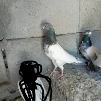 کبوتر فروشی پاکستانی|پرنده|سندرک, |دیوار