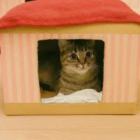 واگذاری گربه نژاد دار|گربه|کرج, فاز ۳ گوهردشت|دیوار