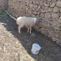 بره نر و ماده سفت چاق