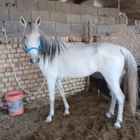 اسب