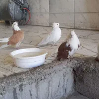 کبوتر نقابی|پرنده|کرمانشاه, |دیوار