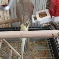 عروس هلندی جوجه|پرنده|بهارستان, |دیوار