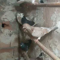کبوتر سرور گنجه ای|پرنده|تهران, خاوران|دیوار