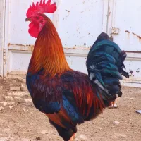 3 عدد خروس عربی اصل درجه یک