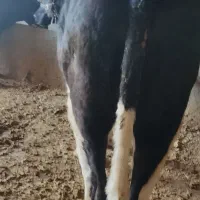 گوساله ماده دورگ تمام پروار.