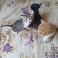 واگذاری بچه گربه