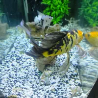 ماهی کوی سوپر باله