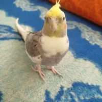 عروس هلندی نر