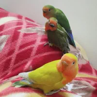 طوطی برزیلی