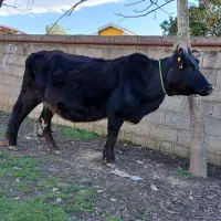 گاو ۸ماه شکم به بالا نزدیک زایمان