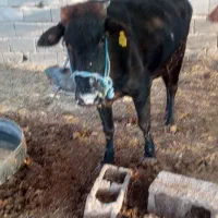 گاو و گوساله