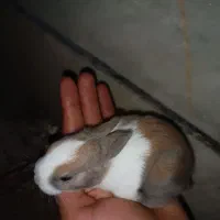 بچه خرگوش