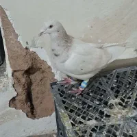 سار